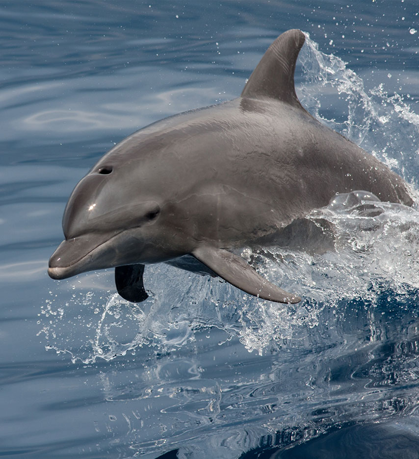 About Eco/Dolphin Cruises in St. Augustine