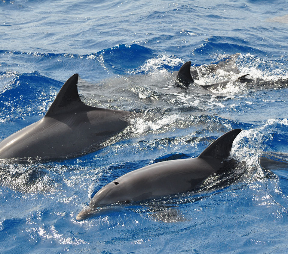 Doodle Cruises sees groups of dolphins