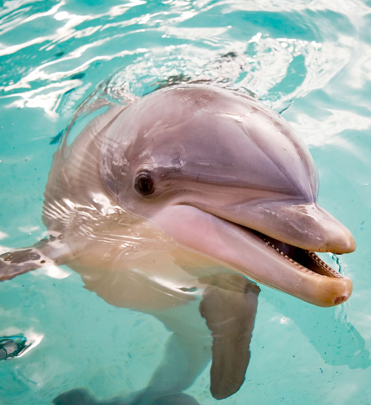 Dolphin Cruises frequently asked questions