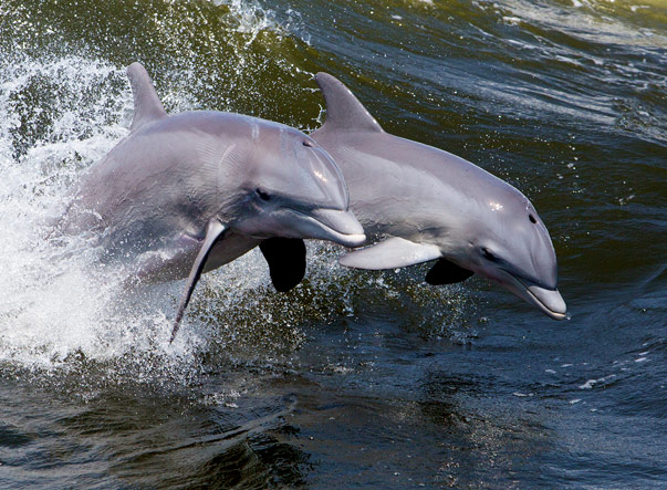 Doodle Cruises Eco/Dolphin Tour