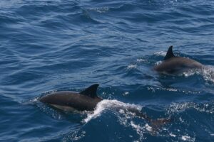 Dolphins spotted during a St. Augustine boat tour.